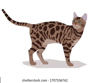 Bengal cat standing, realistic flat vector illustration.