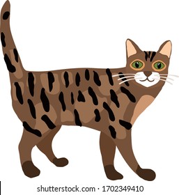 
Gato bengalí. vector de gato. Caricatura de un lindo gato