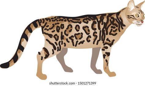 Bengal Mix Wild Asian Cat With Domestic Cat - Vector