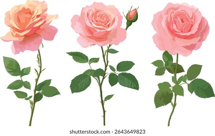 Bengal rose Rosa chinensis China rose isolated frontal floral cutout vector illustration, garden flower, decorative plant, exotic shrub, nature background, spring blossom.