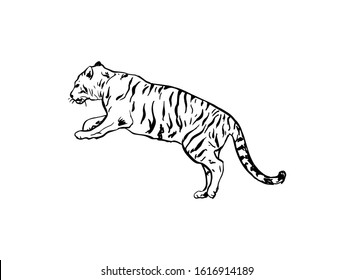 Bengal tiger hand drawn vector illustration. Black and white wild cat outline drawing. Monocolor tattoo design. Tropical jungle fauna, dangerous exotic predator isolated on white background