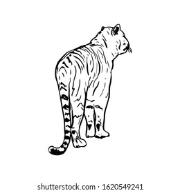 Bengal tiger hand drawn vector illustration. Black and white wild cat outline drawing. Monocolor tattoo design. Tropical jungle fauna, dangerous exotic predator isolated on white background