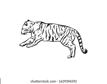 Bengal tiger hand drawn vector illustration. Black and white wild cat outline drawing. Monocolor tattoo design. Tropical jungle fauna, dangerous exotic predator isolated on white background