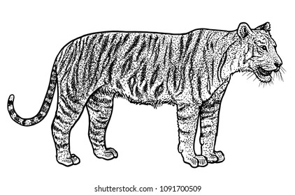 Bengal tiger illustration, drawing, engraving, ink, line art, vector