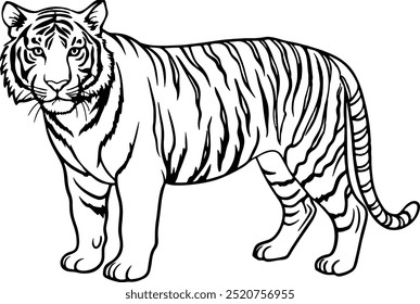 Bengal Tiger illustration, Set of realistic tiger and cubs in different poses. The tiger stands, lies, goes, hunts. Animals of Asia. Panthera tigris. Big cats. Predatory mammals.