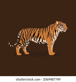 Bengal Tiger standing illustration. Tiger infographic. Vector animal illustration.