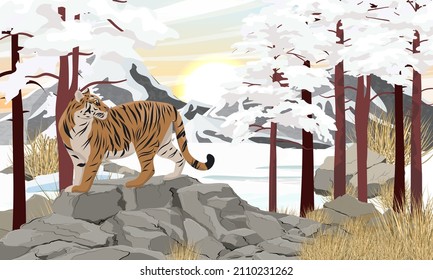 Bengal tiger stands in Mountain valley in winter. Large stones, dry grass and tall pine trees covered with snow. Realistic vector landscape