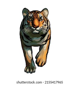 Bengal tiger Vector white background