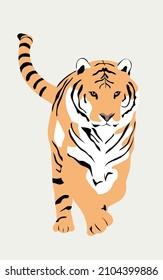 
Un tigre bengalí caminando con una expresión feroz