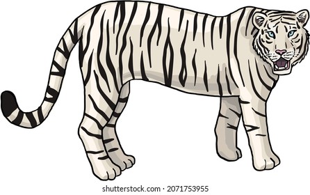 bengal white tiger vector image