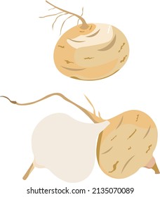 bengkuang jicama fruit vector illustration