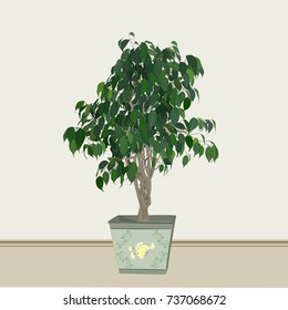 Benjamin's ficus (Ficus benjamina) in a cachepot in style Provence, the color vector image in the room