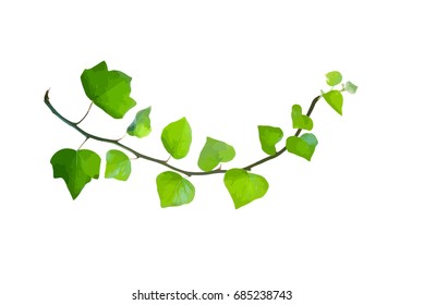 Bent green twig of ivy isolated on white, vector illustration 