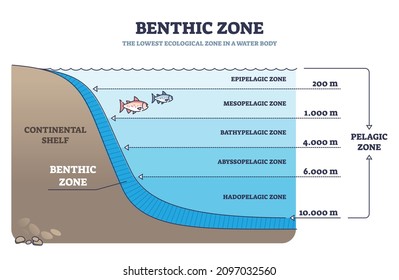 Benthic zone in ocean as lowest and deepest ecological zone outline diagram. Labeled educational scheme with water body layers description and examples vector illustration. Pelagic geological division