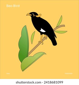 Beo bird or Gracula venerata. Gracula is a genus of mynas, tropical members of the starling family of birds found in southern Asia and introduced to Florida in the United States.