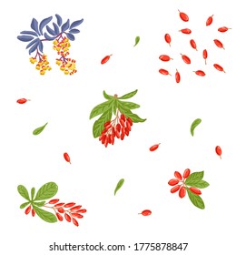 Berberis hand drawn vector illustration set. Barberry fruit berry with flowers, branch and leaves design template collection