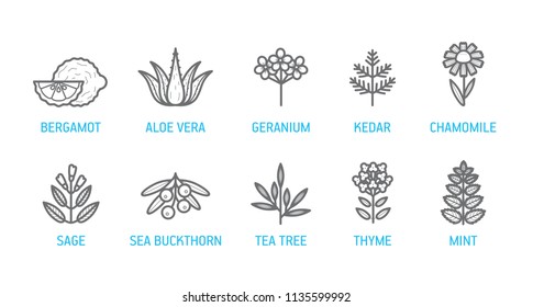 Bergamot, aloe vera, geranium, cedar, sage, sea buckthorn, tea tree, chamomile, mint, thyme.
A set of fragrances, a collection of icons for cosmetics, tastes, tea, monochrome symbols.