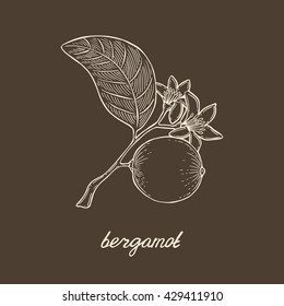 Bergamot branch. Citrus vector hand drawn illustration. Flower, fruit and leaf. Engraving style. Vintage sketch.