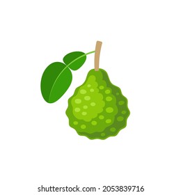 Bergamot citrus fruit with leaf in flat style. Vector illustration isolated on white background