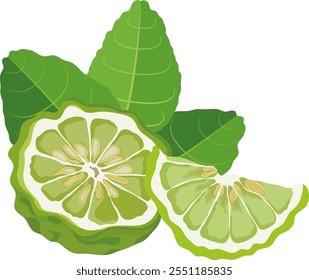 Bergamot Citrus Fruit Slices Illustration Isolated on White Background