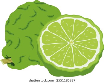 Bergamot Citrus Fruit Slices Illustration Isolated on White Background