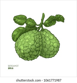 Bergamot colored illustration. Engraved style illustration. Kaffir Lime. Vector illustration