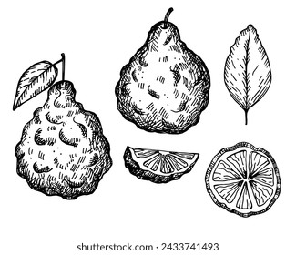 Bergamot engraved sketch ink hand drawn vector illustration Isolated background. Vintage texture graphic Kaffir citrus fruit, slices, flower. Organic food ingredient, essential oil, beauty spa, tea 