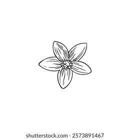 Bergamot flower, blossom plant engraved sketch vector icon. Spring one flower bud of garden tree ink style. Natural fragrance. Hand drawn blooming floral outline design element isolated