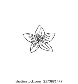 Bergamot flower, blossom plant engraved sketch vector icon. Hand drawn blooming floral outline design element isolated. Spring one flower bud garden tree ink style. Natural fragrance