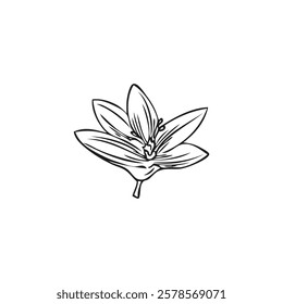 Bergamot flower, blossom plant engraved sketch. Hand drawn blooming floral design element. Spring one flower bud garden tree ink style. Natural fragrance. Vector outline illustration isolated