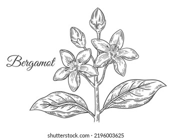 Bergamot flower branch, kaffir lime citrus fruit blooming tree with leaves. Blossom tropical green lemon plant botanical sketch. Essential oil, cosmetic aroma. Vintage engraving. Hand drawn vector