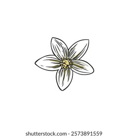 Bergamot flower, white blossom plant sketch vector icon. Spring one flower bud of garden tree. Natural fragrance. Hand drawn blooming floral design element isolated