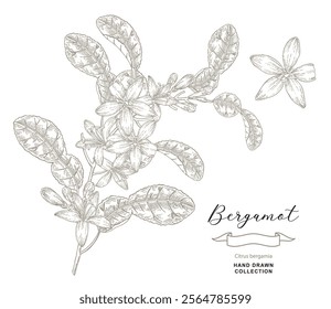 Bergamot flowers on branch vector illustration. Citrus bergamia plant isolated on white background. Hand drawn engraving style.