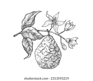 Bergamot fruit Branch. Hand Drawn Sketch Fruit with Leaves Vector Illustration. Natural Vegan Plant Based Fruit Food Doodle. Isolated