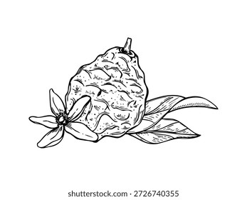 Fruta de bergamota con flor y hojas de Vector aislado ilustración pintada por tintas negras. Dibujo de tinta negra de arte de línea de cítricos tropicales dulces. Para decoración de vino caliente, recetas, póster.