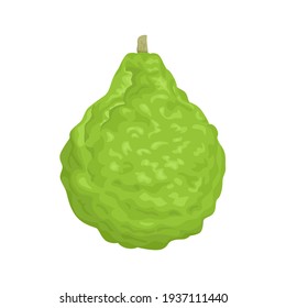Bergamot Fruchtsymbol. Vektorgrafik von Zitrusfrüchten einzeln auf weißem Hintergrund. Cartoon-Flachstil.