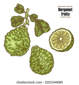 Bergamot fruit and leaves. Hand drawn cosmetic plants. Vector illustration.