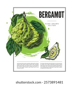 Bergamot fruit and leaves sketch on label with lettering. Hand drawn fresh ripe green Kaffir lime fruit. Organic citrus food plant, juicy farm harvest. Vector floral design on watercolor stain