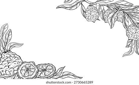 Bergamottenfrucht mit Blättern, Vektorgrafik, einzelne Eckeinfassung in schwarz-weißem Linearstil. Süße tropische Zitrus Linie Kunst horizontalen Rahmen. Vorlage für Rezepte, Poster, Kosmetiketikett. Leerer Speicherplatz.