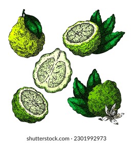 bergamot fruit natural set hand drawn. citrus healthy, ingredient organic, food leaf, tropical aroma, fresh herb bergamot fruit natural vector sketch. isolated color illustration