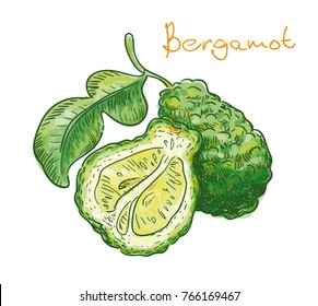 Bergamot fruit on a white background. Vector illustration