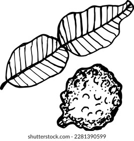 Conjunto de fruta de Bergamot. Ilustración dibujada a mano, aislada en fondo blanco