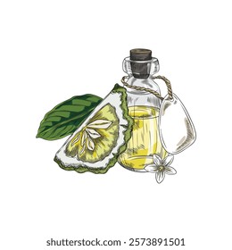 Bergamot fruit slice, flower, leaf and bottle of oil or juice vector sketch. Hand drawn fresh ripe green Kaffir lime fruit. Organic citrus food plant, farm harvest and product. Natural fragrance