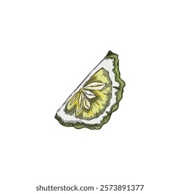 Bergamot fruit slice sketch. Hand drawn fresh ripe green Kaffir lime fruit. Organic citrus food plant, juicy farm harvest. Natural fragrance. Vector illustration isolated