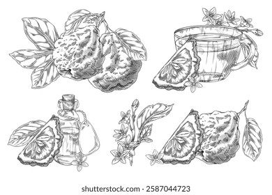 Bergamot fruits, flowers and leaves engraved sketch vector illustrations set. Hand drawn ripe Kaffir lime fruit, tea and oil. Organic citrus food plant, farm harvest and products. Natural fragrance