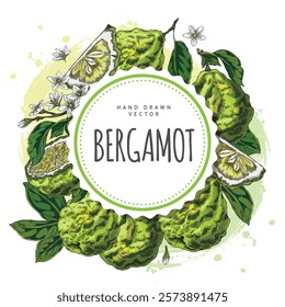 Bergamot fruits, flowers and leaves sketch on round label with lettering. Hand drawn fresh ripe green Kaffir lime fruit. Organic juicy farm citrus food plant. Vector floral design on watercolor stain