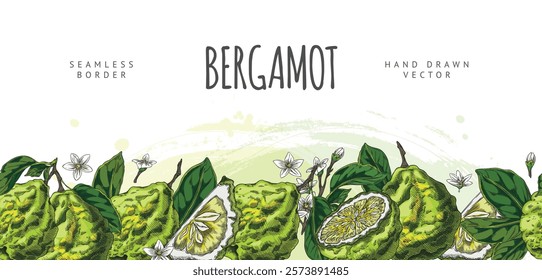 Bergamot fruits, flowers and leaves sketch on seamless border with lettering. Hand drawn fresh ripe green Kaffir lime fruit. Organic citrus plant, farm food. Vector floral design on watercolor stain