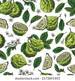 Bergamot fruits, flowers and leaves sketch. Vector floral seamless pattern design. Hand drawn fresh ripe green Kaffir lime fruit. Organic citrus food plant, juicy farm harvest