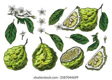 Bergamot fruits, flowers and leaves sketch vector set. Hand drawn fresh ripe green Kaffir lime fruit whole and slice. Organic citrus food plant, juicy farm harvest. Natural fragrance isolated