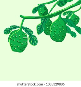 Bergamot green background illustration vector design